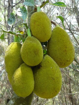 Jackfruit