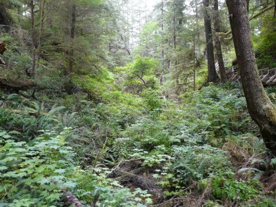 Wild Woods