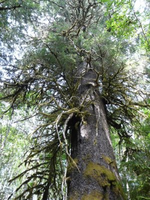 Another Gigantic Tree