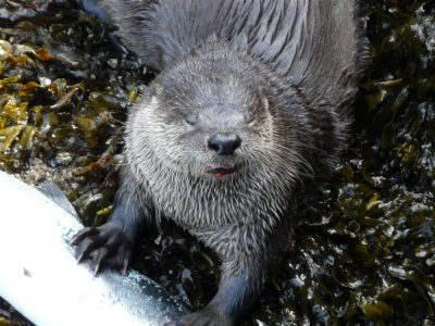 Wild Sea Otter With Its Catch