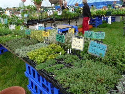 Plenty Of Thyme