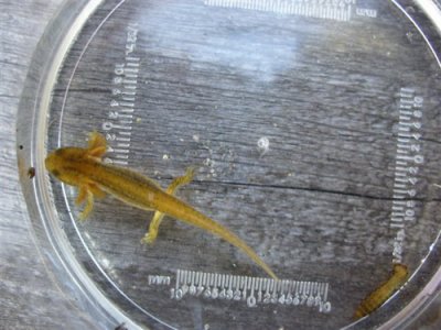 Ung salamander frn dammen 2008-09-07