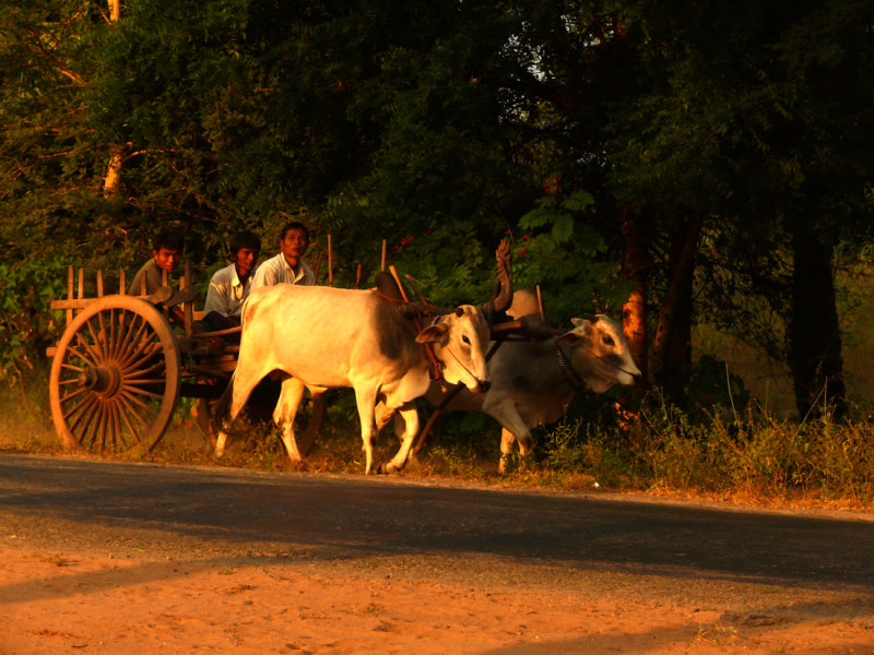 Farmers near Bagan.jpg