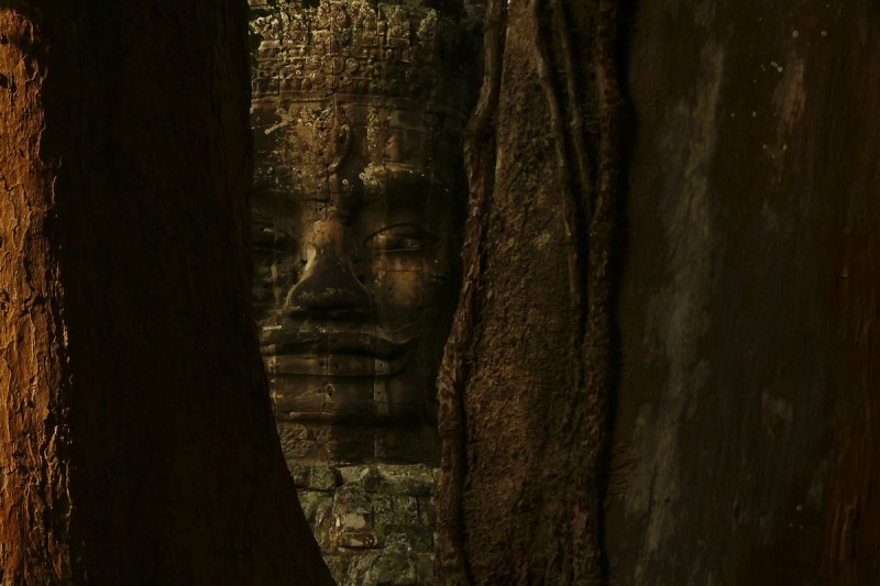 Through the trees.jpg