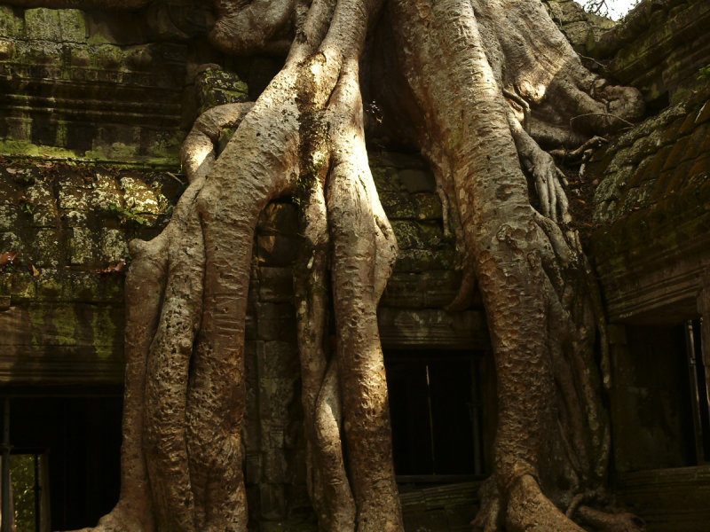 Jungle temple of Ta Prohm.jpg
