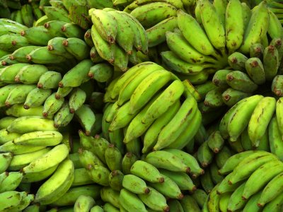 Green bananas.jpg