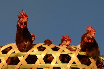 Chickens 2.jpg