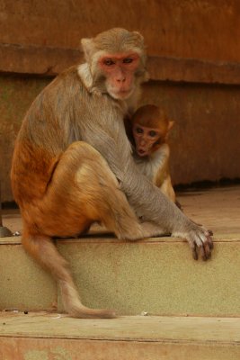 Mother and child on Mount Popa.jpg