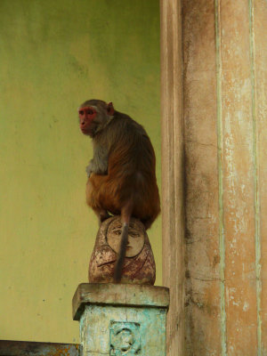 Monkey business MP.jpg