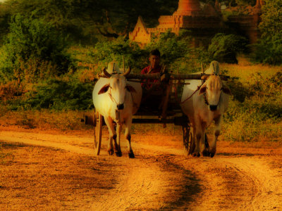 Local transport Bagan hdr.jpg