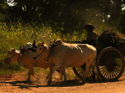 Ox cart Bagan.jpg