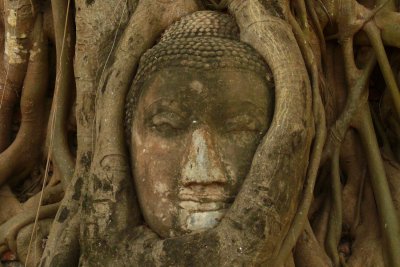 Buddha in tree.jpg