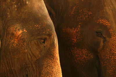 Two elephants.jpg