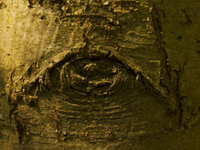 Eye web.jpg
