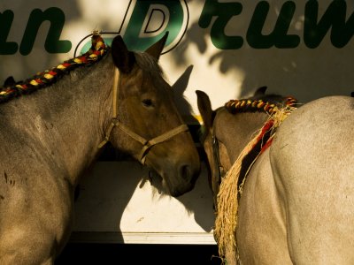 2 horses in the shade web.jpg