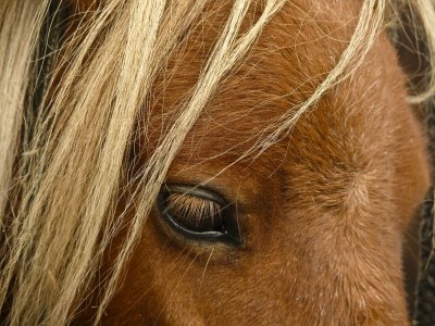 Mini horse face web.jpg
