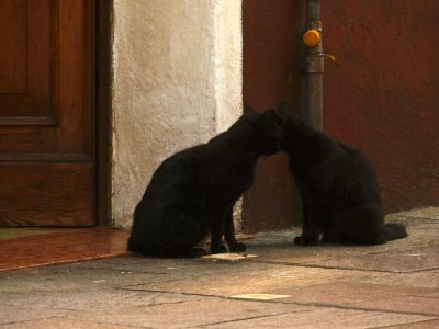 Black cats.jpg