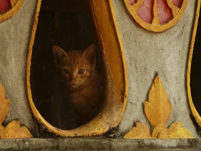 Kitten in temple LP.jpg
