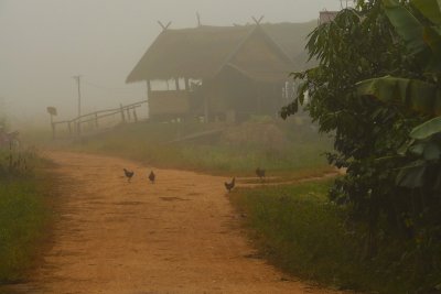Chickens in fog Muang Sing.jpg