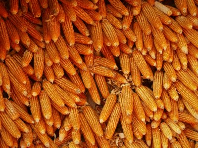 Corn 1.jpg