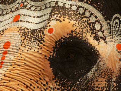 Elephant Eye Kanchipuram