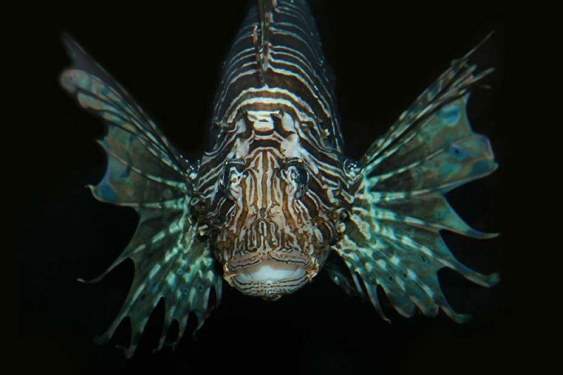 Volitans Lionfish