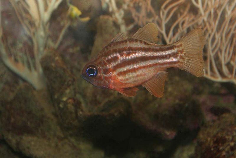 Ochre-striped Cardinalfish