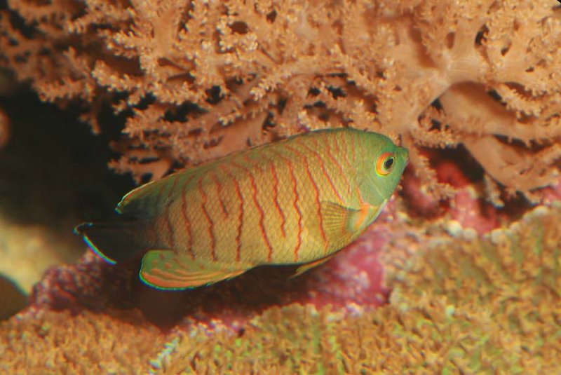 Orangelined Angelfish