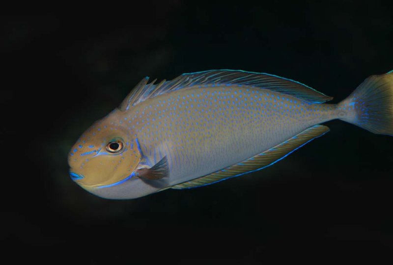 Bignose Unicornfish