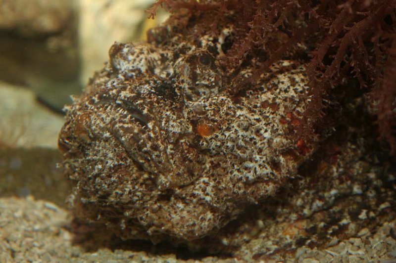 Warty Stonefish