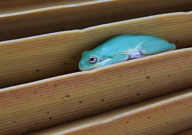 Frog on the palm tree leaf