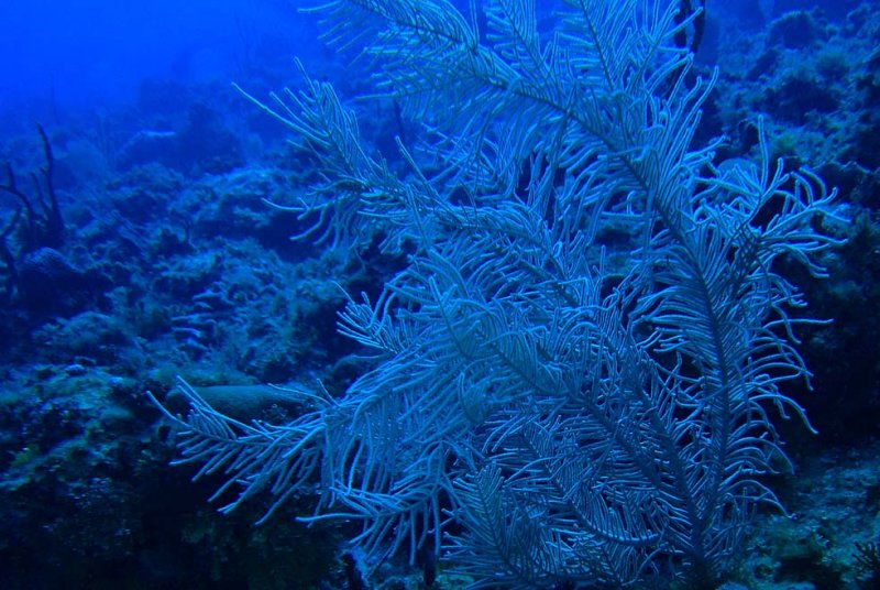 Corals