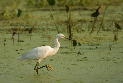 Snowy Egret - Stalking