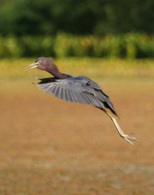 Little Blue Heron - Landing