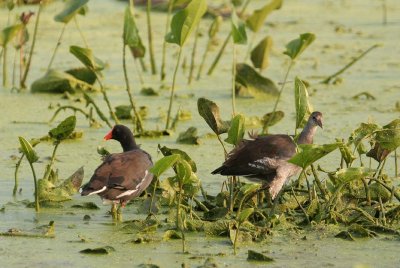 Moorhens