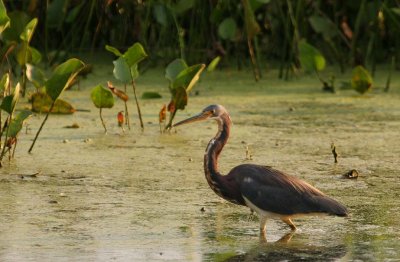 Tricolored Heron - Stalking