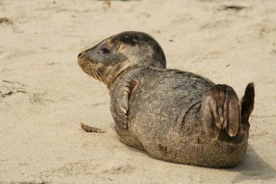 Baby Seal