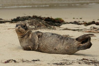 LaJolla_seal_baby_8324m.jpg