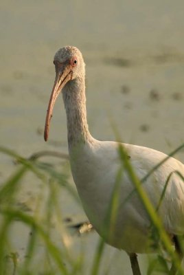 White Ibis