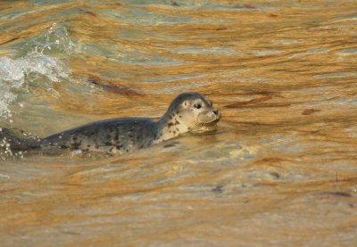 Swimming under the Sun