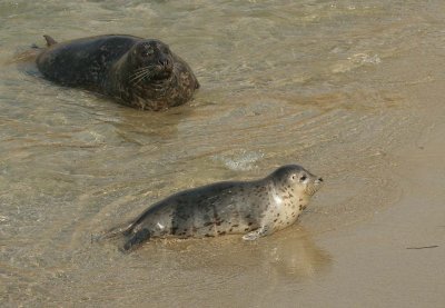 Mother and Baby Seal