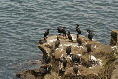 Cormorants on the Coast