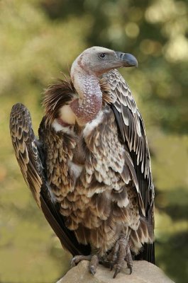 Western Rueppell's Vulture