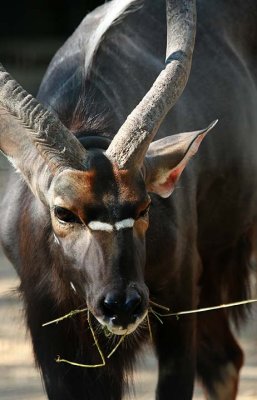 Nyala Antelope