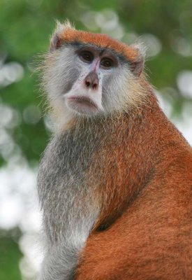 Patas Monkey