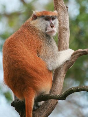 Patas Monkey