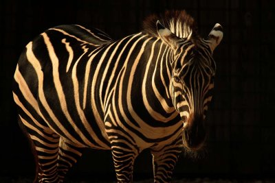 Zebra