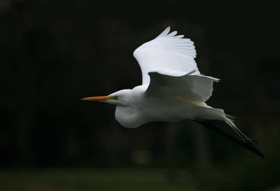 Great Egret - In flight #1