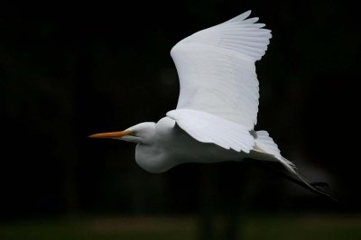 Great Egret - In flight #2