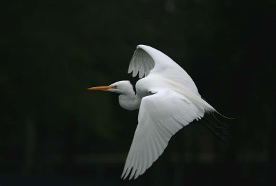 Great Egret - In flight #4